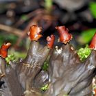 Schuppen-Hundsflechte (Peltigera praetextata) *