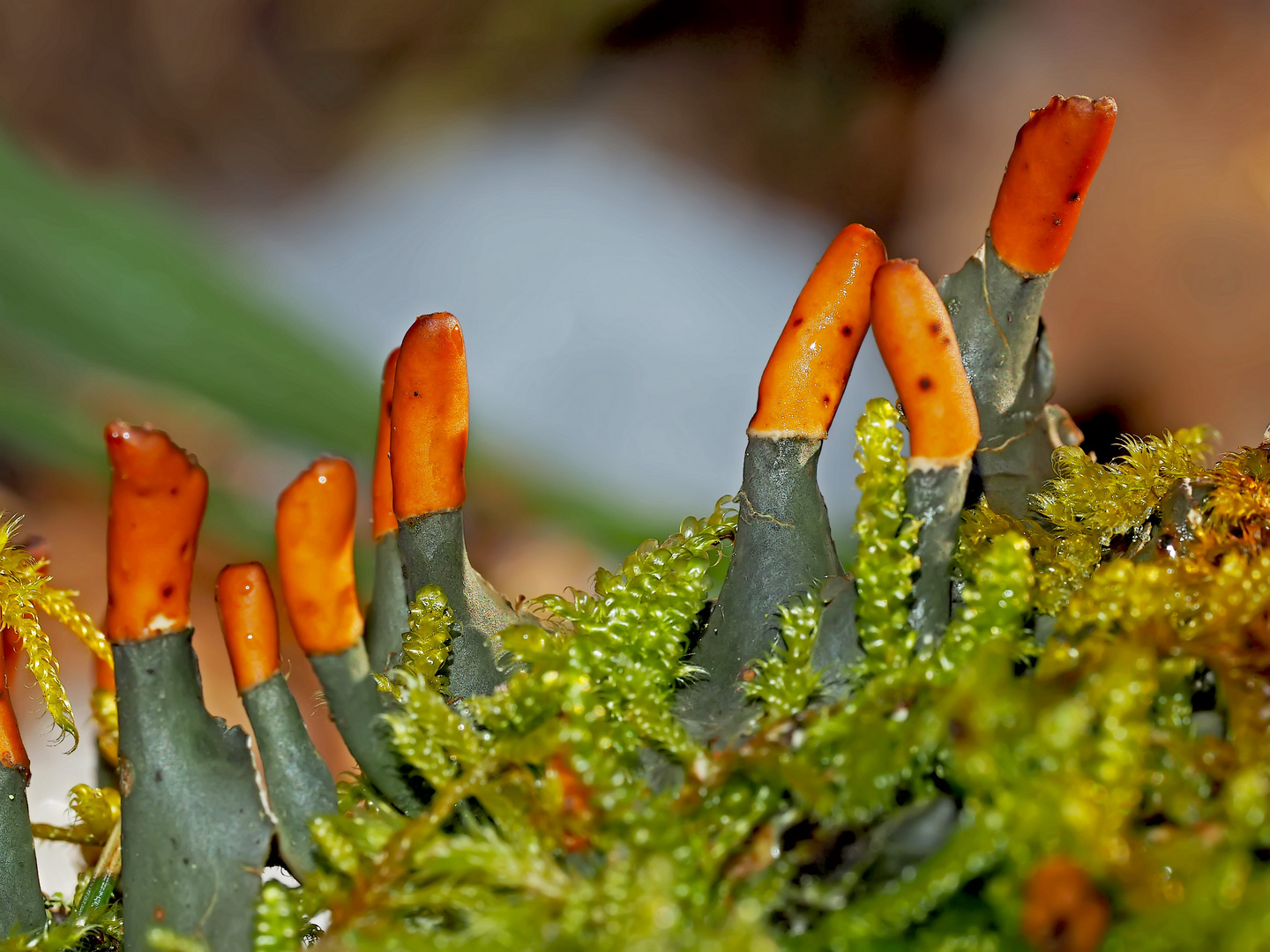 Schuppen-Hundsflechte (Peltigera praetextata): Flechten im Winter!