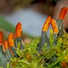 Schuppen-Hundsflechte (Peltigera praetextata): Flechten im Winter!