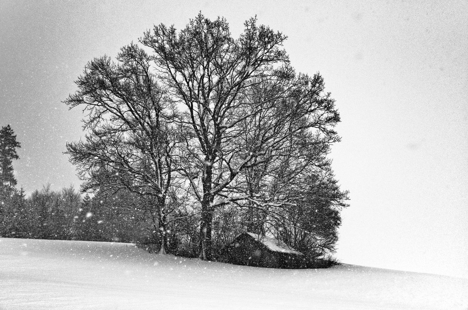 Schuppen im Schneesturm