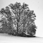 Schuppen im Schneesturm