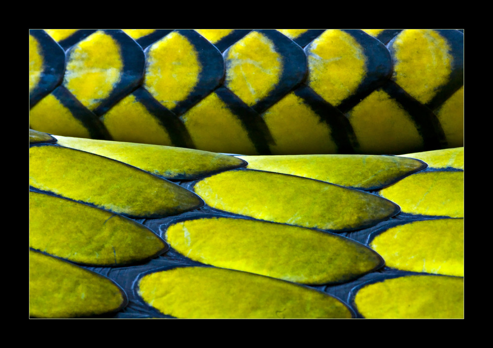 Schuppen VII Foto & Bild tiere, zoo, wildpark & falknerei, amphibien