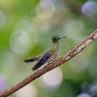 Schuppenbrustkolibri