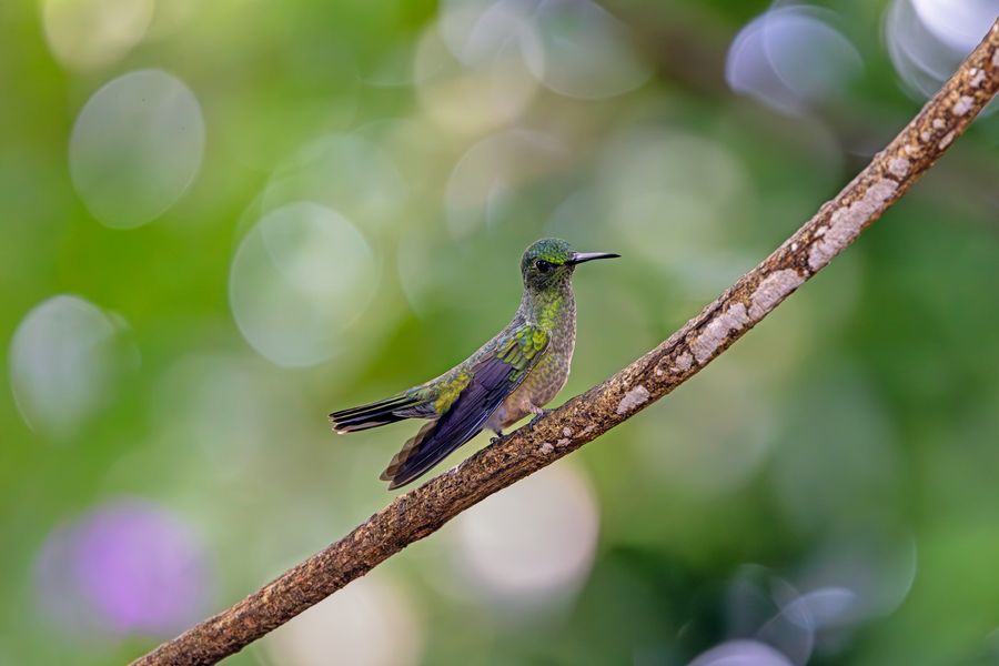 Schuppenbrustkolibri