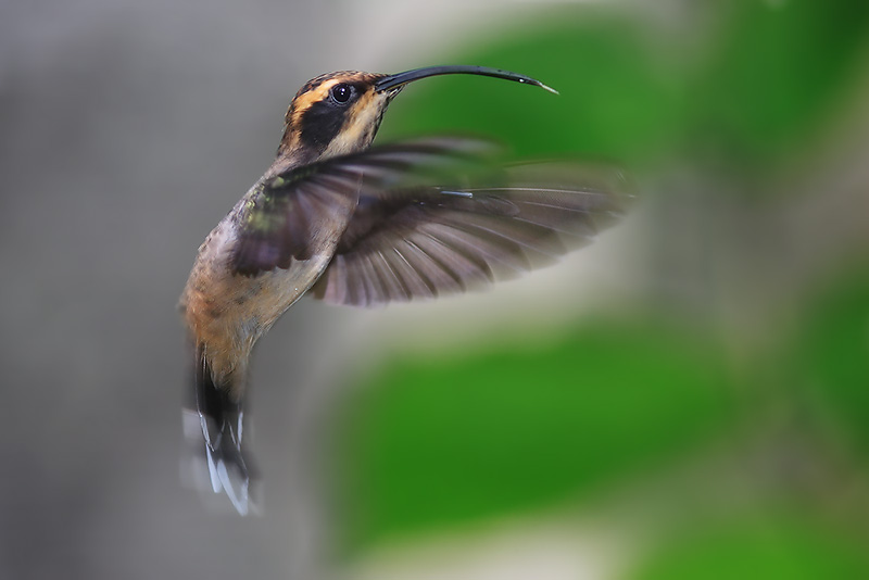 Schuppenkehl Schattenkolibri (Phaethornis eurynome)