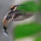 Schuppenkehl Schattenkolibri (Phaethornis eurynome)