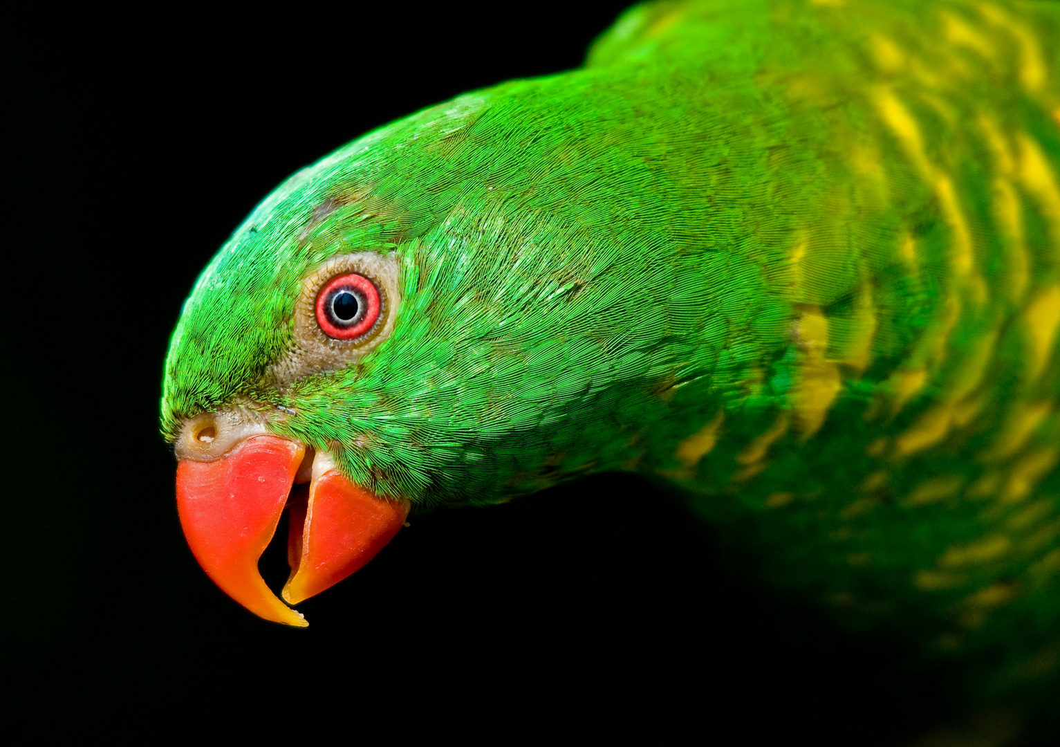 Schuppenlori (Trichoglossus chlorolepidotus)