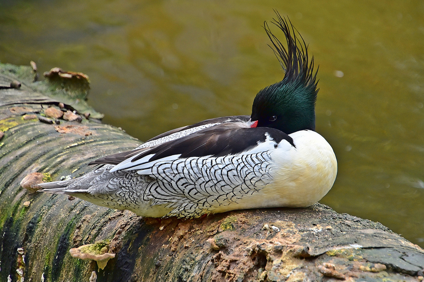 Schuppensäger Männchen (Mergus squamatus)