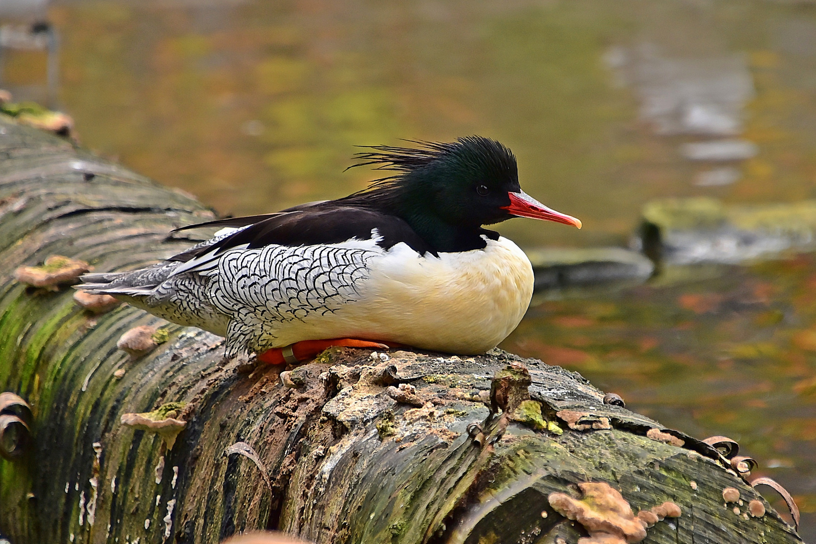 Schuppensäger Männchen (Mergus squamatus)