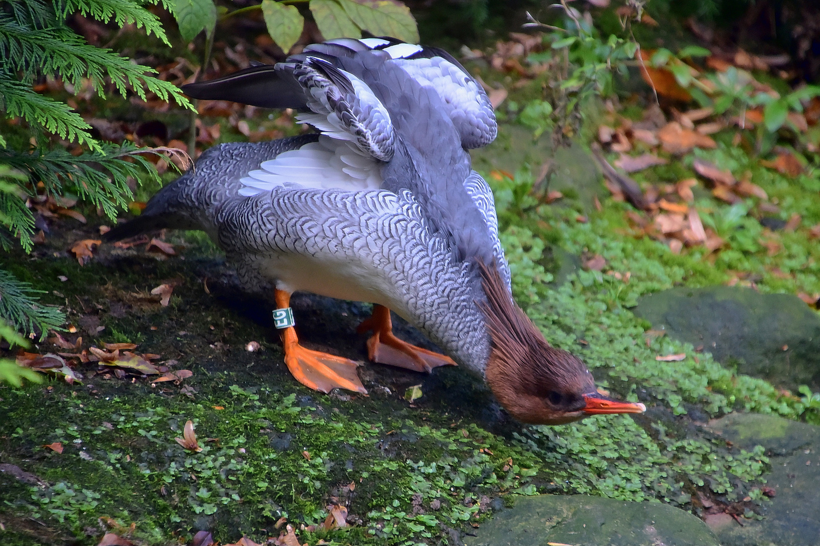 Schuppensäger (Mergus squamatus)