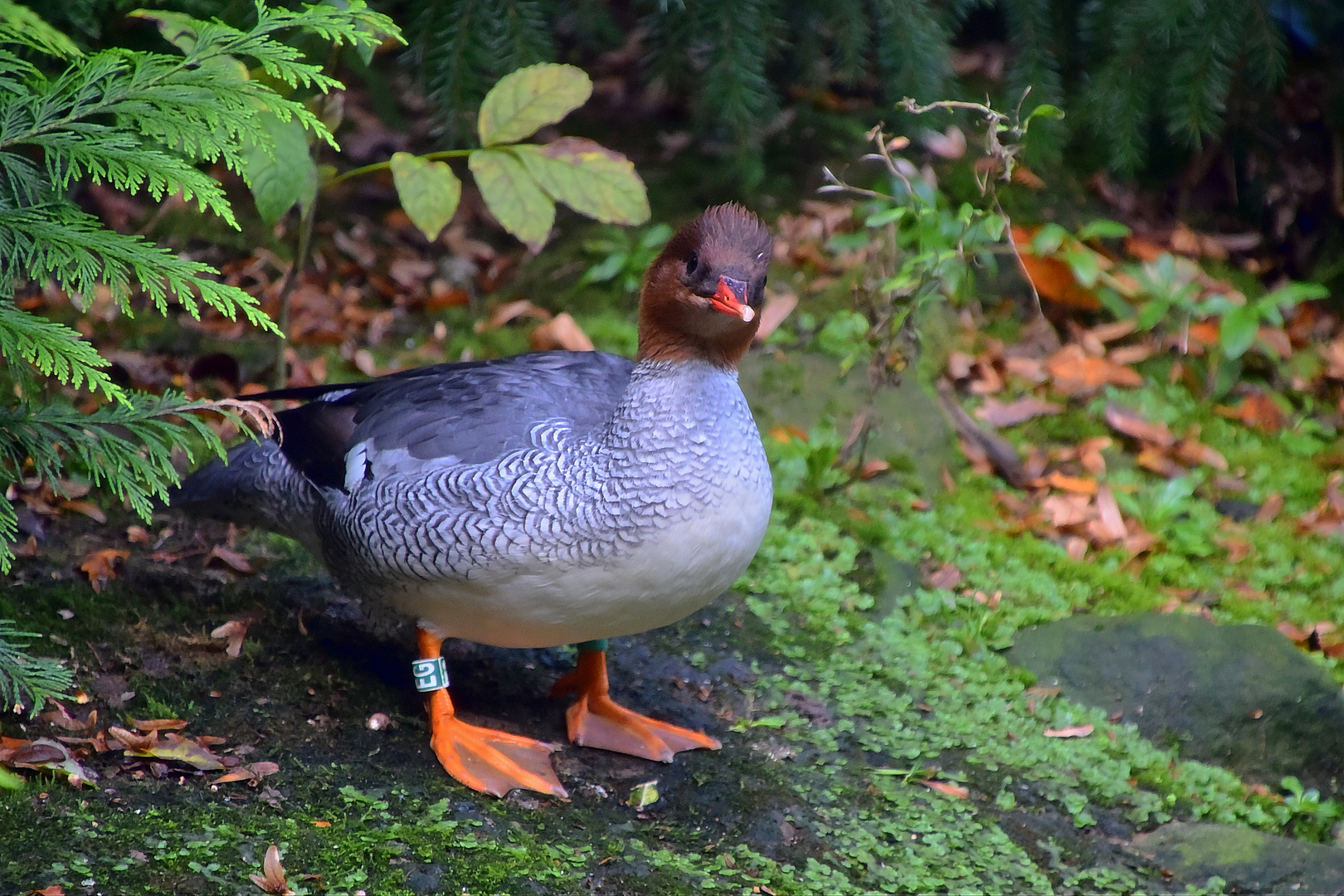 Schuppensäger (Mergus squamatus)