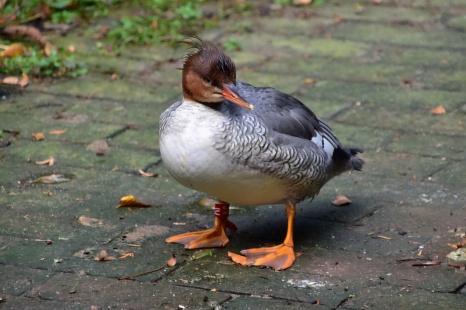 Schuppensäger (Mergus squamatus) 