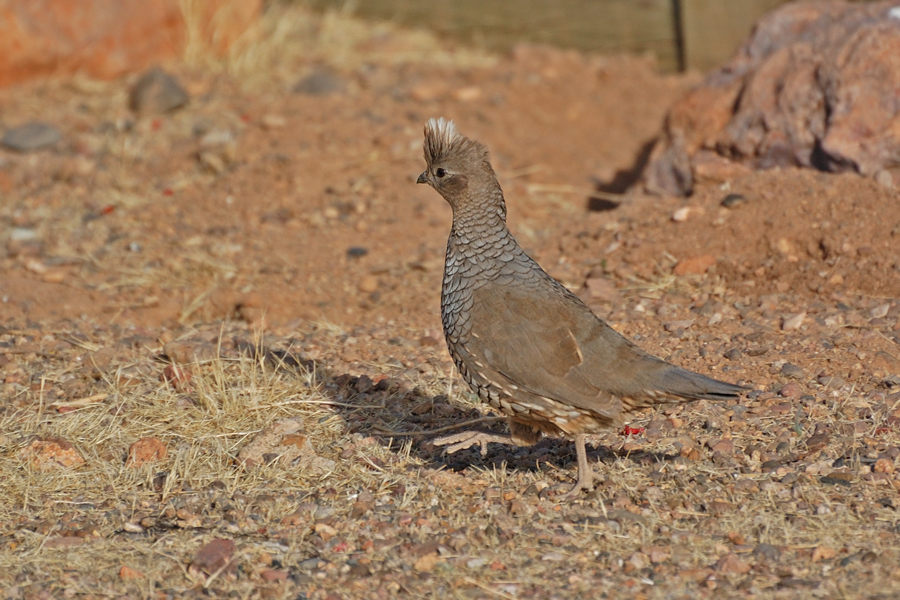 Schuppenwachtel - Northern Scaled Quail (Callipepla squamata pallida)