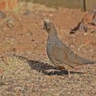 Schuppenwachtel - Northern Scaled Quail (Callipepla squamata pallida)