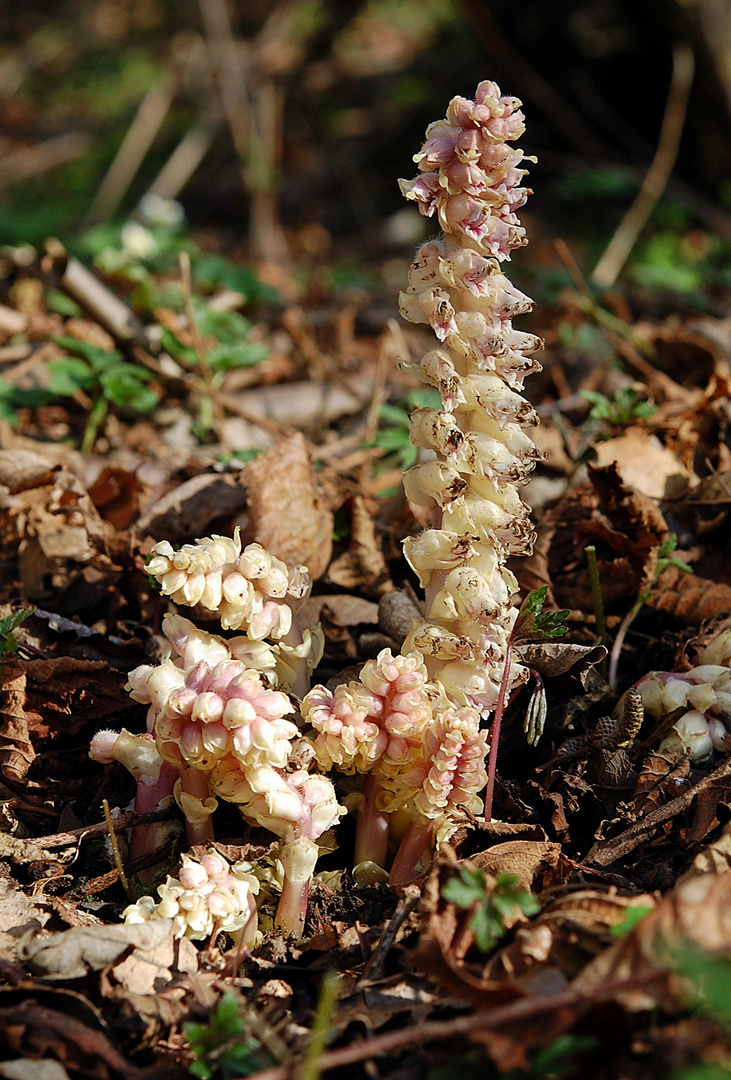 Schuppenwurz - Sauerland - 5.4.11