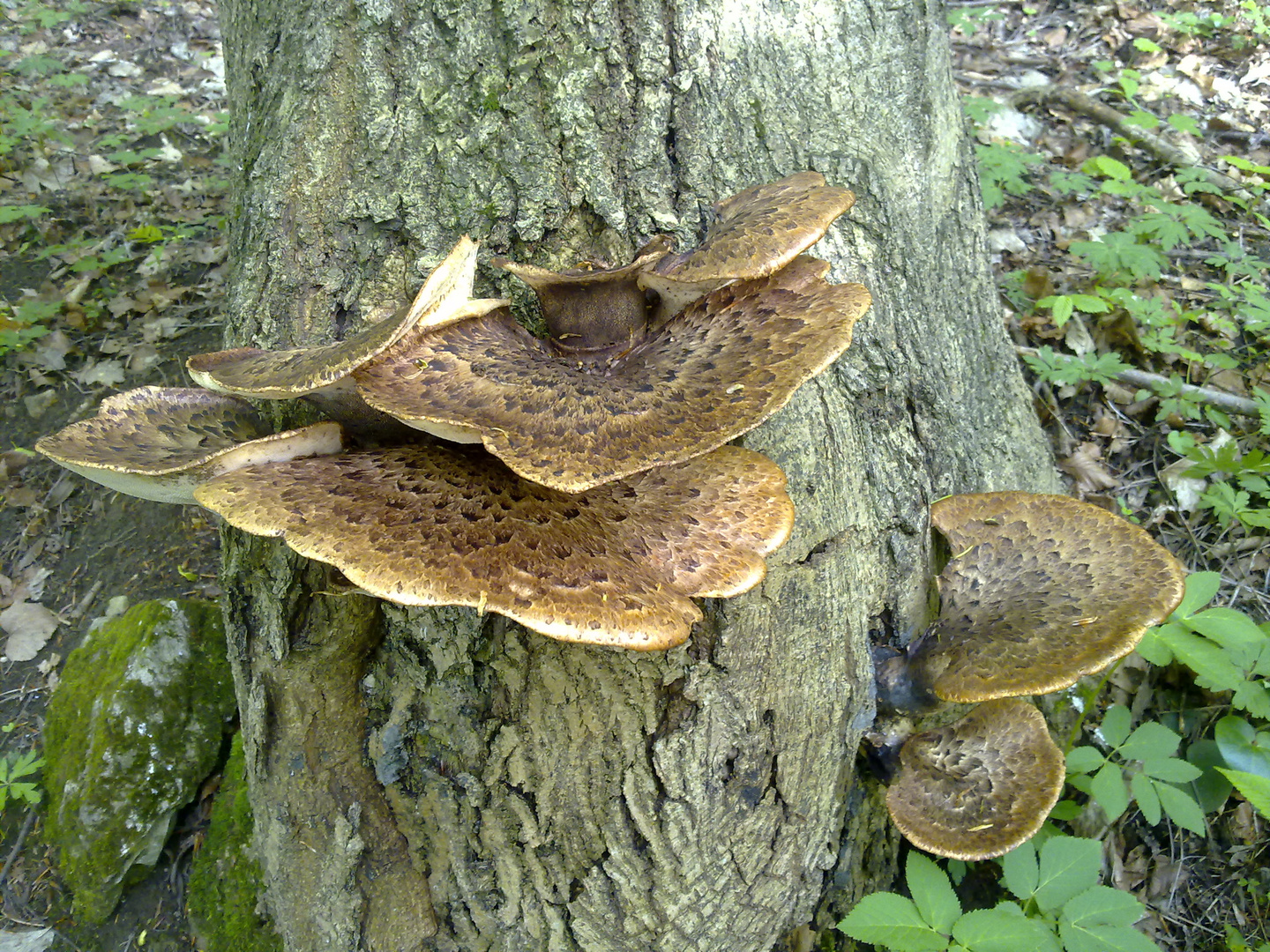 Schuppige Schwarzfußporlinge