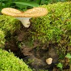 Schuppiger Porling - Polyporus squamosus