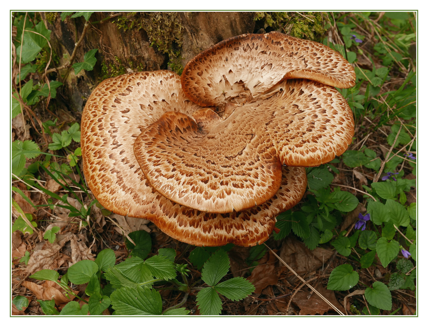 Schuppiger Porling - Polyporus squamosus