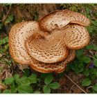 Schuppiger Porling - Polyporus squamosus