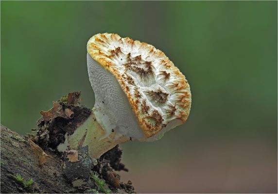 Schuppiger Stielporling