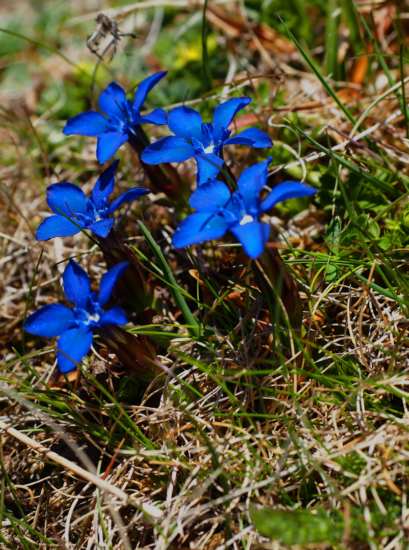 Schusternägele