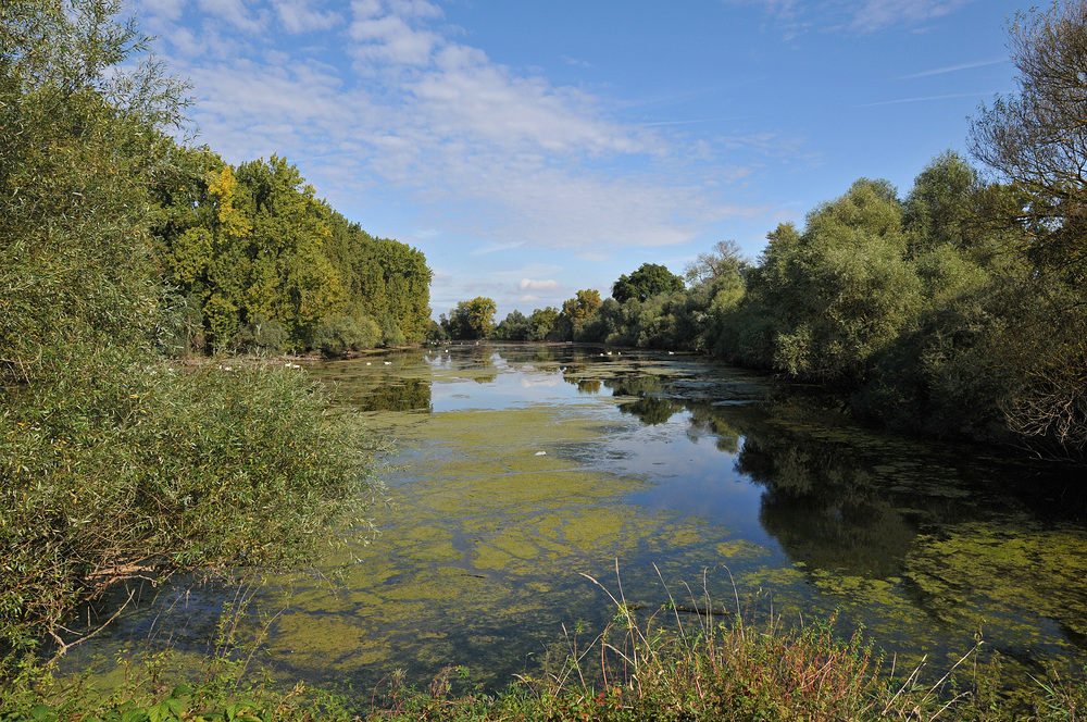 Schusterwörth im Sonnenherbst 03