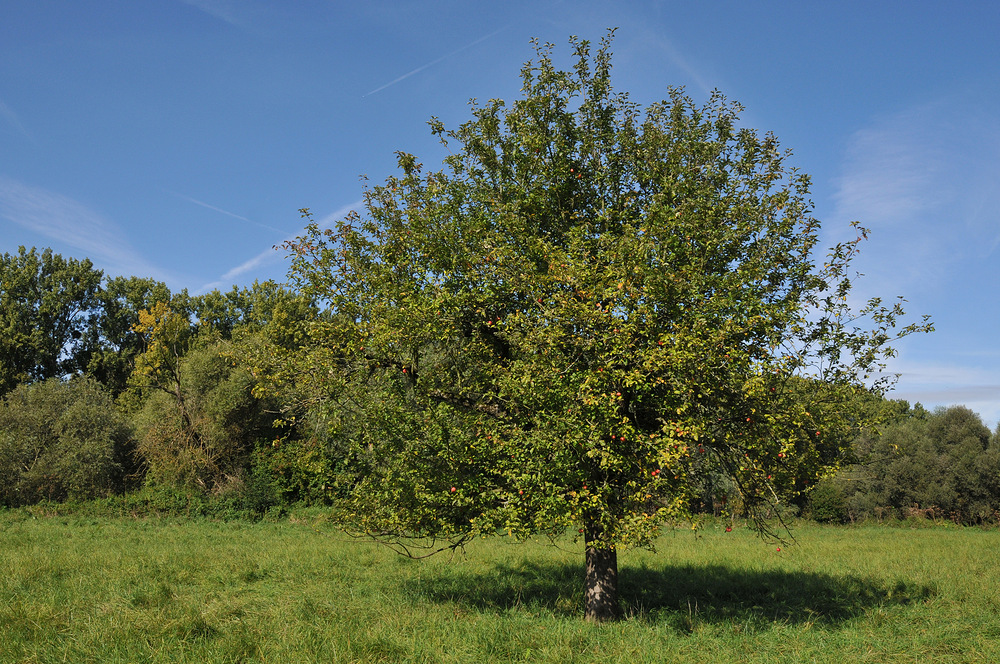 Schusterwörth im Sonnenherbst 04