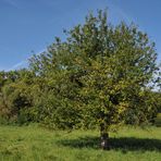 Schusterwörth im Sonnenherbst 04