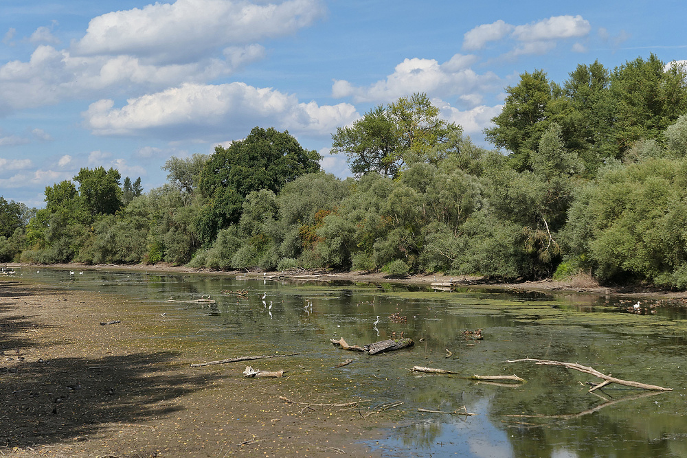 Schusterwörth: Wenig Wasser 01