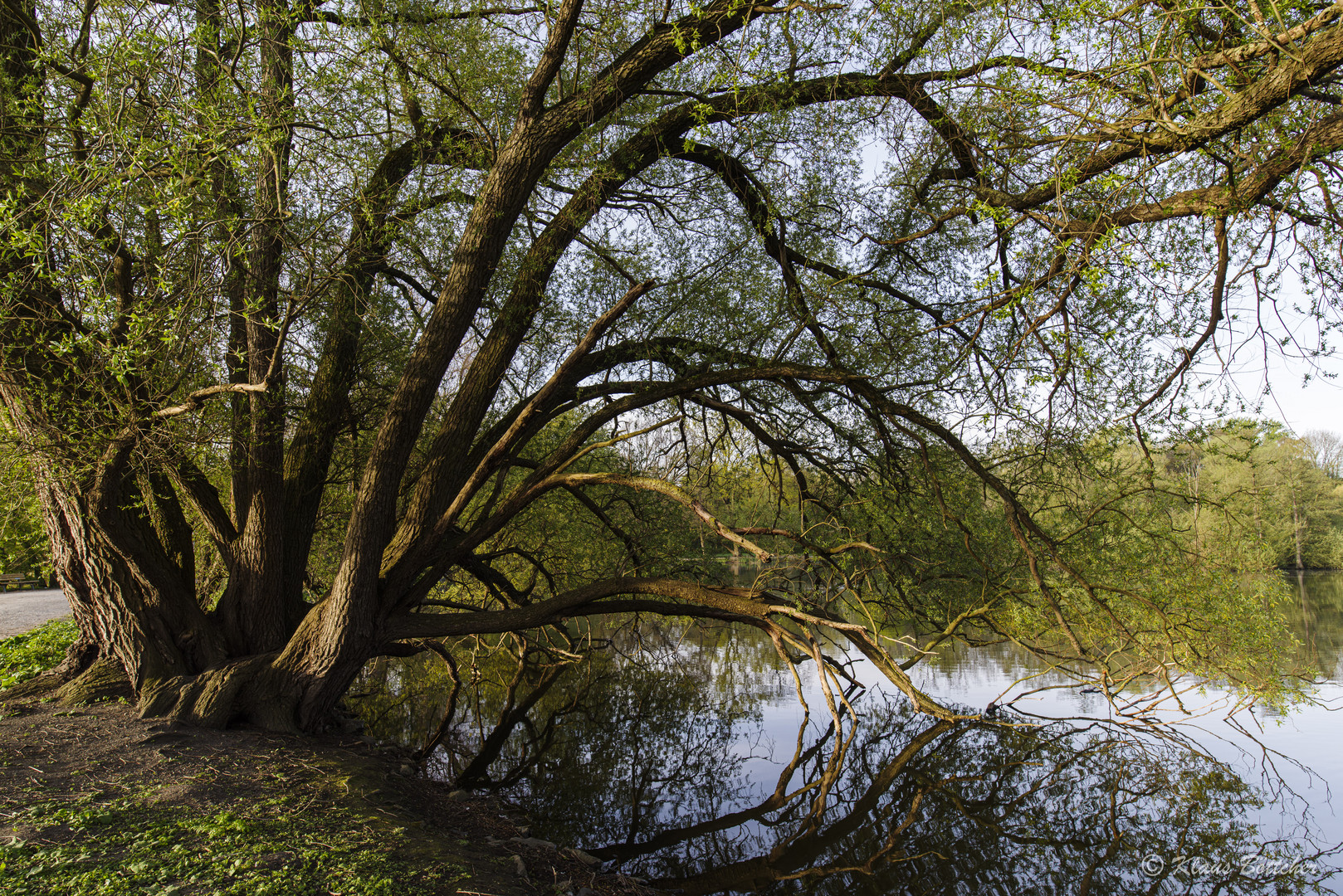 Schutz-Baum