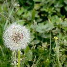 Schutz in der Pusteblume