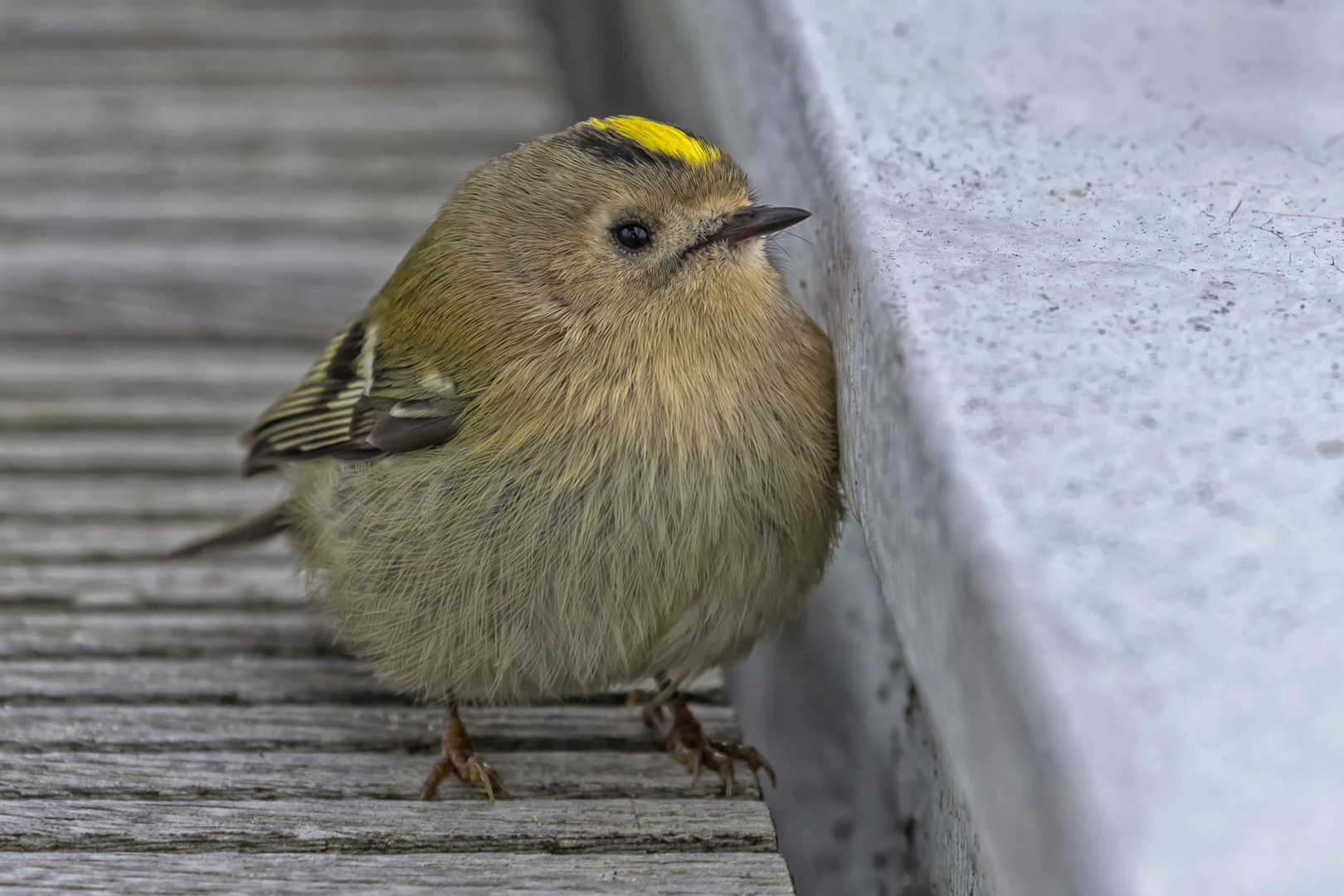 Schutz suchendes Wintergoldhähnchen