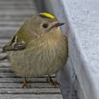 Schutz suchendes Wintergoldhähnchen