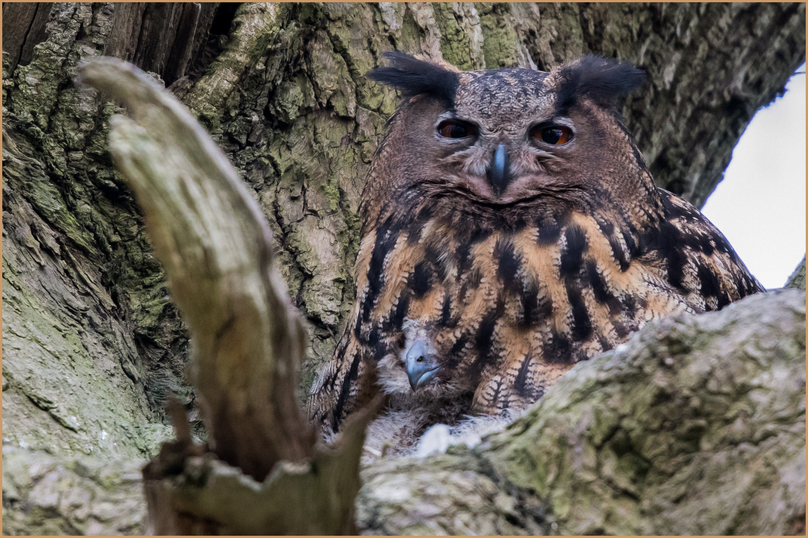 Schutz suchte der kleine Bubo bubo   .....