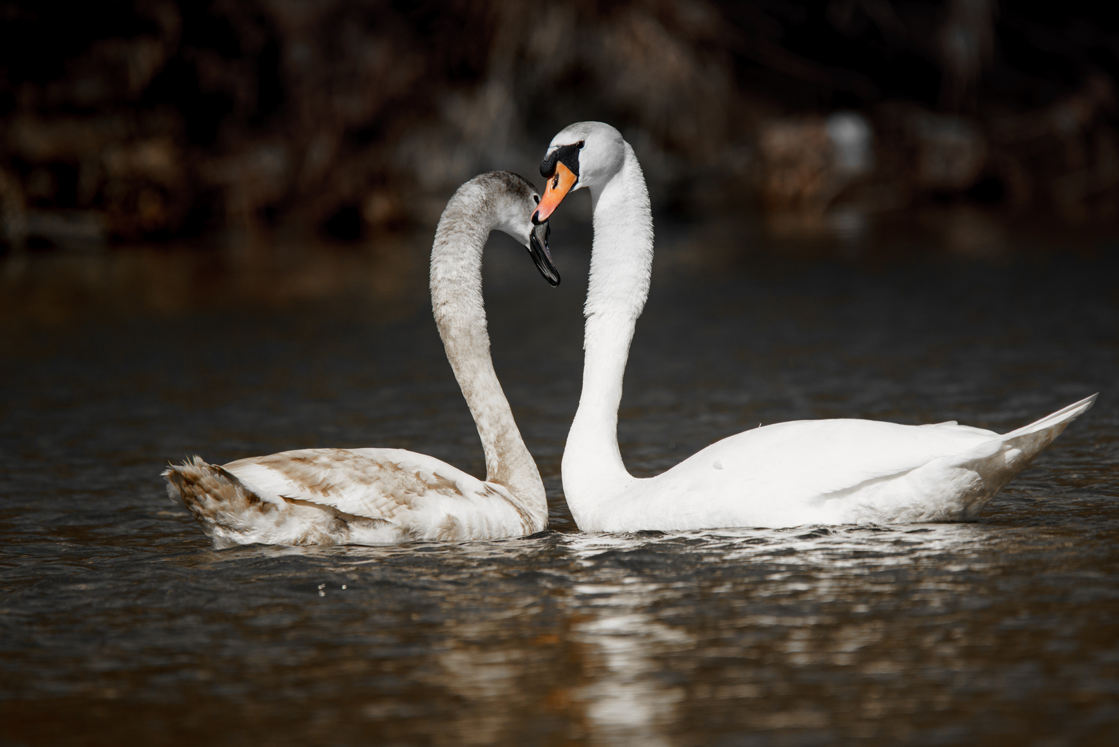 Schutz und Liebe