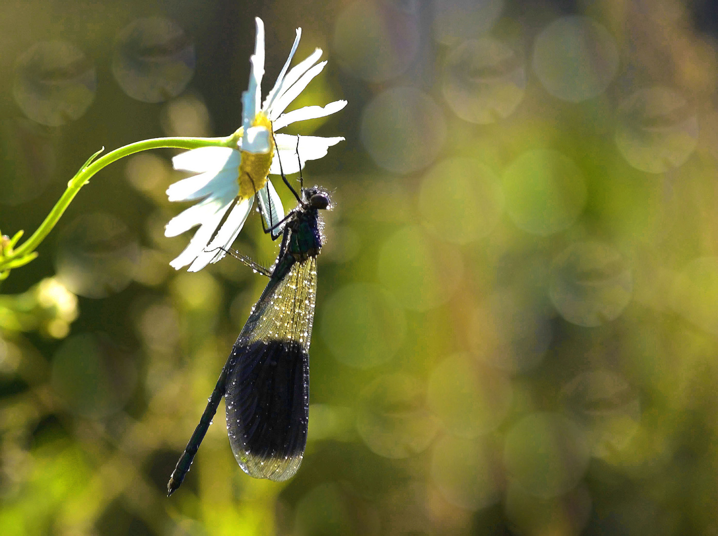 Schutz unter einer Blume