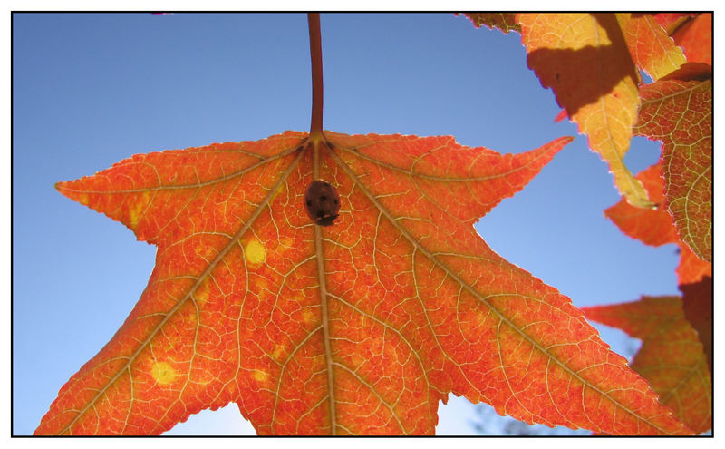 Schutz vor der Herbstsonne...