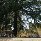 Schutz vor der sengenden Sonne im Park des Palazzo Pitti in Florenz