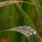 ...Schutz zwischen Wasserperlen...