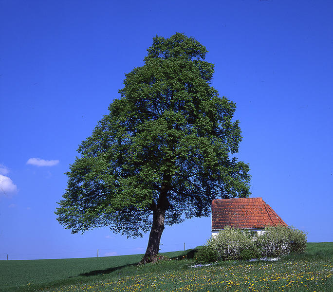 Schutzbaum