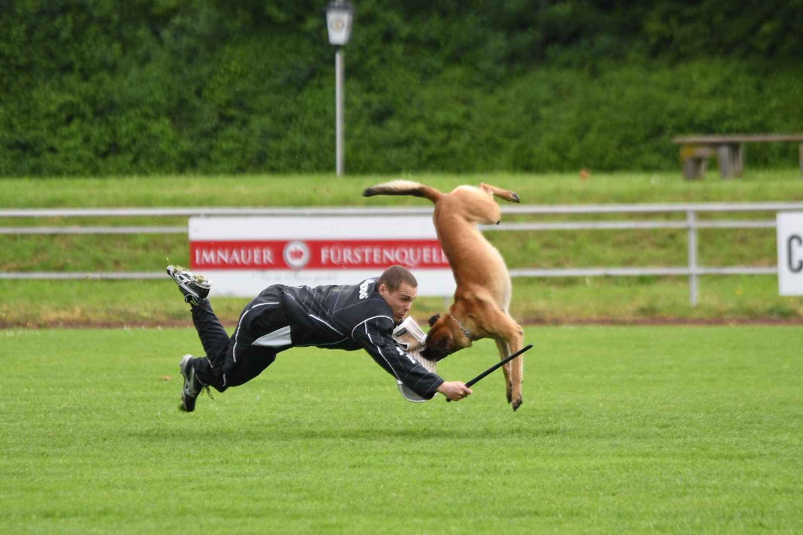 Schutzdienst im Hundesport - Angriff auf den Hund aus der Bewegung