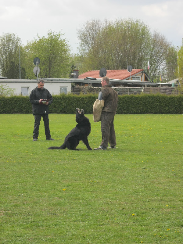 Schutzdienst IPO 3, Frühjahrsprüfung HSV Langenselbold 22.04.2012