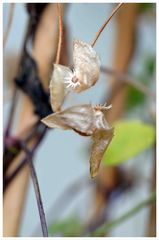 Schutzengel im Garten