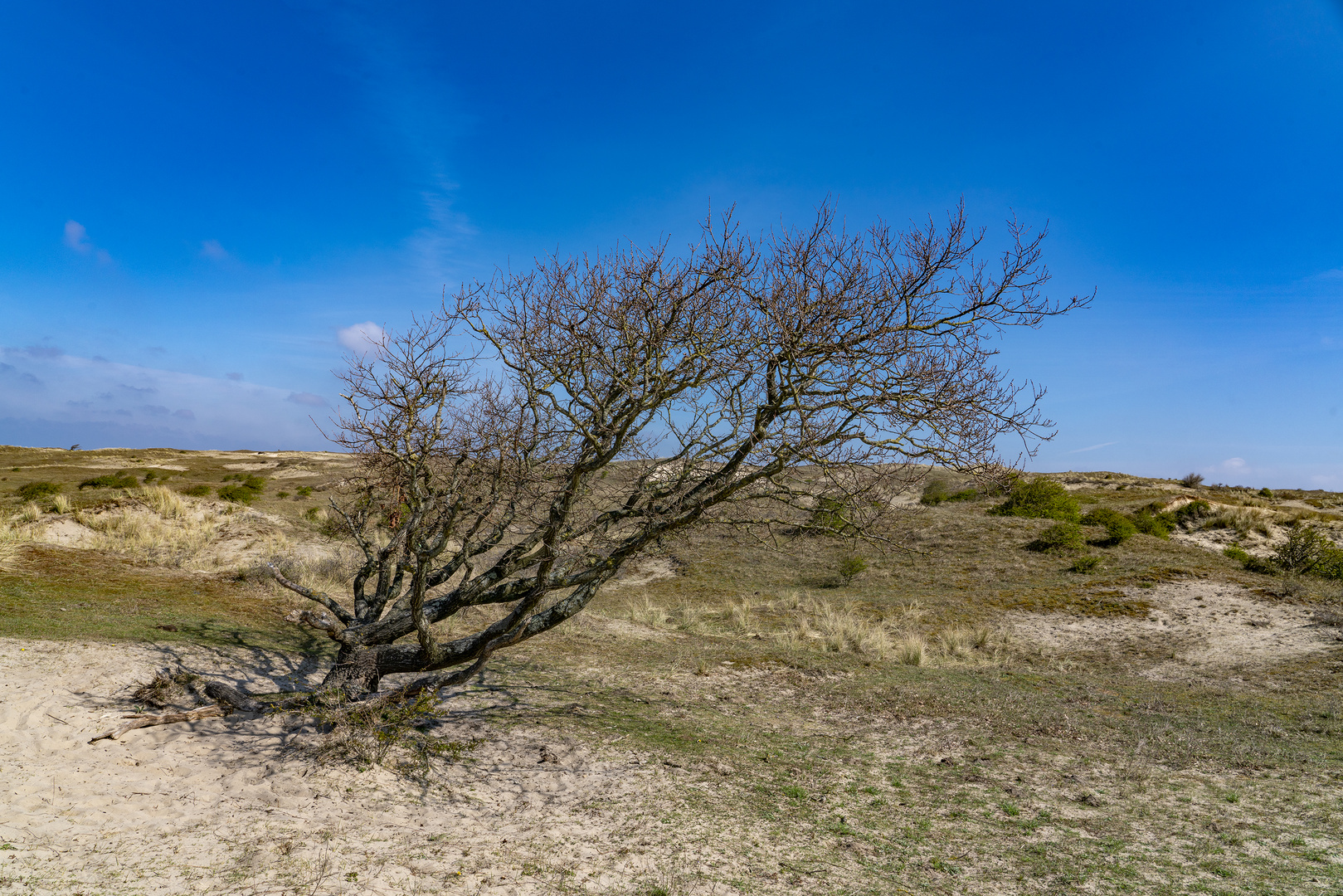 Schutzgebiet Starrevlak