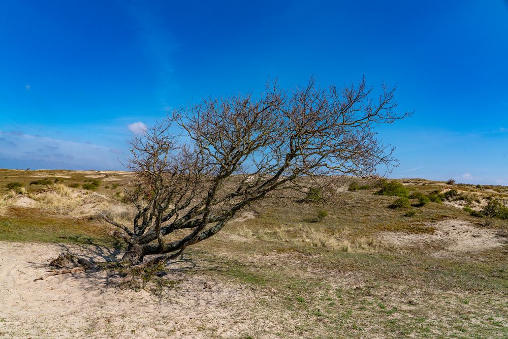 Schutzgebiet Starrevlak