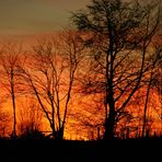 Schutzhecke vor feurigem Himmel