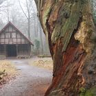 Schutzhütte im Neuenburger Urwald