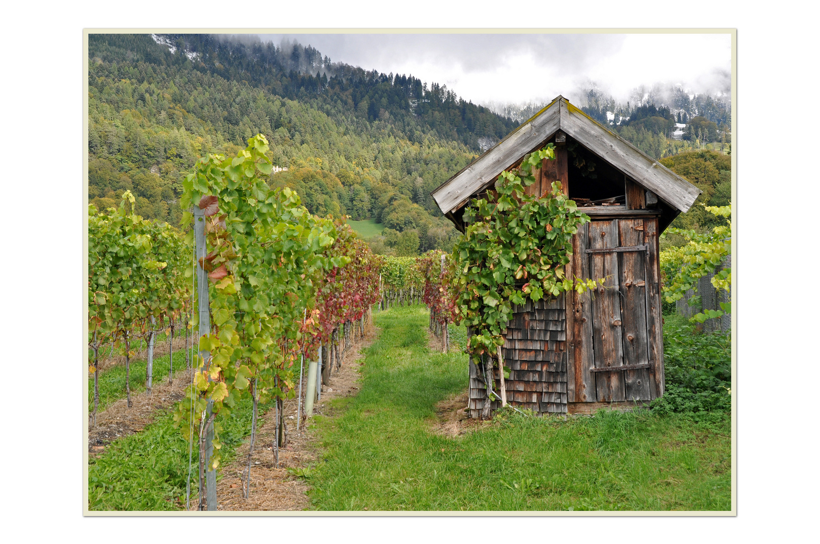 Schutzhüttli in den Weinbergen