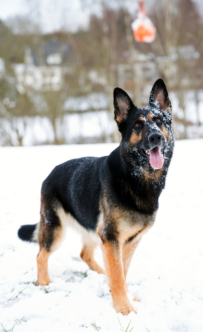 Schutzhund im Schnee 2