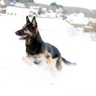 Schutzhund im Schnee